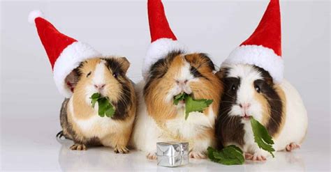 100 Amazing Christmas Related Names For Guinea Pigs Petsvills