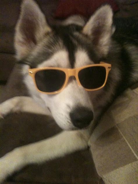 Wear My Sunglasses At Night Cute Animals Dogs And Puppies