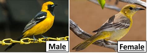 Orioles In California 3 Species W Range Maps Bird Watching Hq