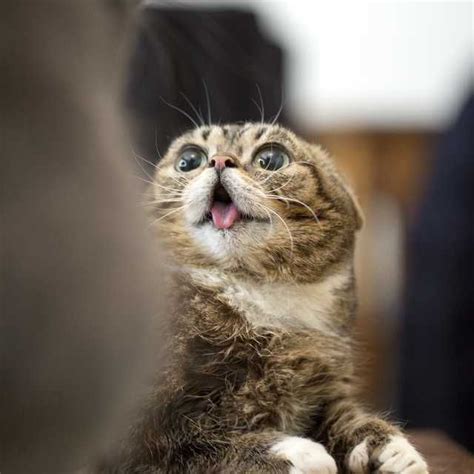 Derpy Cat Derpy Cats Cute Cats Funny Animal Pictures
