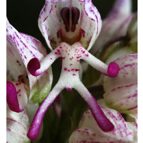 Orchis Italica Naked Man Orchid In GardenTags Plant Encyclopedia