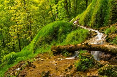 Forests Stream Grass Trunk Tree Hd Wallpaper Rare Gallery