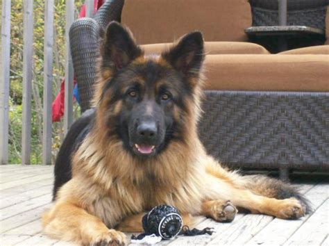 Ruskin house of shepherds also imports european german shepherds. The Long Haired German Shepherd: A Noble and Hard Working ...