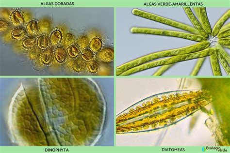 Clasificaci N De Las Algas Conoce Los Tipos De Algas Que Existen