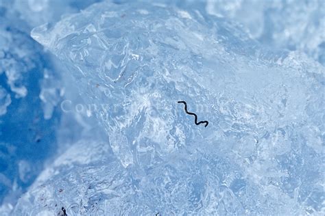 Ice Worm Oligochaete On Surface Of Muir Remnant Glacier In Glacier