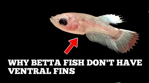 Why Betta Fish Dont Have Ventral Fins Causes Of Ventral Loss Of