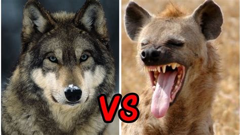 Wolf VS Hyena YouTube