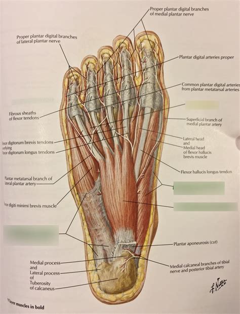 Muscles Of The Plantar Surface Of The Foot St Layer Diagram Quizlet