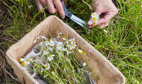 Eight Edible Wild Plants To Forage This Spring Foraged Food Tips