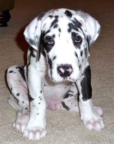A gentle giant, the great dane is nothing short of majestic. Harlequin Great Dane Puppies | Diesel- My Harlequin Great ...