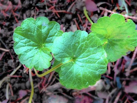 How To Control Or Get Rid Of Ground Ivy The Morning Call