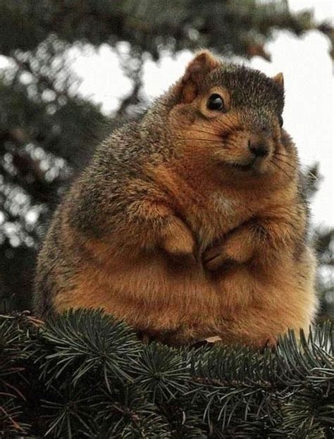 A Pleasantly Plump Squirrel Fat Animals Fluffy Animals Animals And