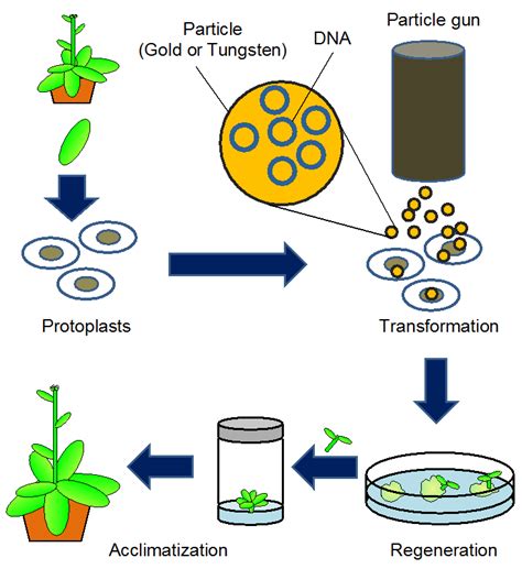 Transgenic Plants Into Whole Plants 4acclimate The Transgenic