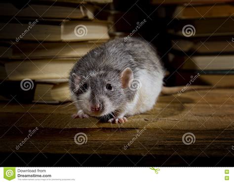 Rats And Books Stock Image Image Of Literature Book 74250443