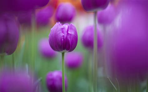 Purple Colour Tulips Hd Flowers 4k Wallpapers Images