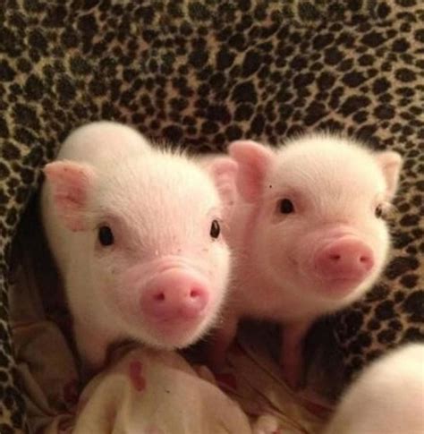 Happy Pig Noisesbitly2x7orag Cute Baby Pigs Baby Animals