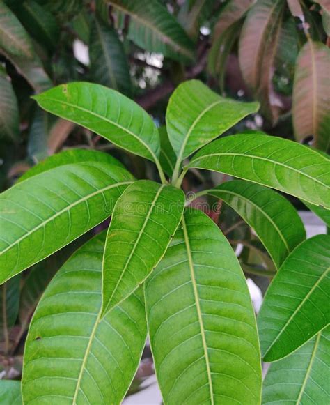 Natural Beauty Of Mango Tree Leaves Stock Photo Image Of Season