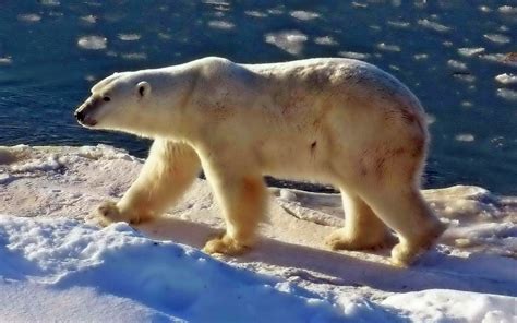 Animals Polar Bears Wallpapers Hd Desktop And Mobile