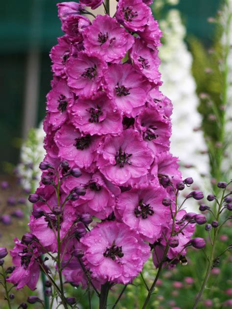 The top supplying countries or regions are delphinium plants for sale, china, and 100%, which supply {3}%, {4}%, and {5}% of {6} respectively. Delphinium Pink Punch -- Bluestone Perennials