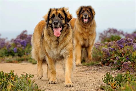 15 Facts About Leonberger Dog Breed 2023