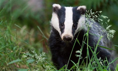 Badger Culling To Go On For Years