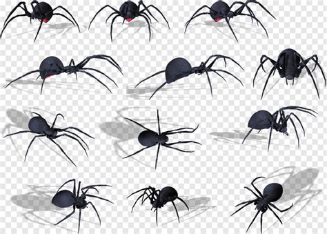 Black Widow Spider Cute Spider Spider Webs Spider Spider Man