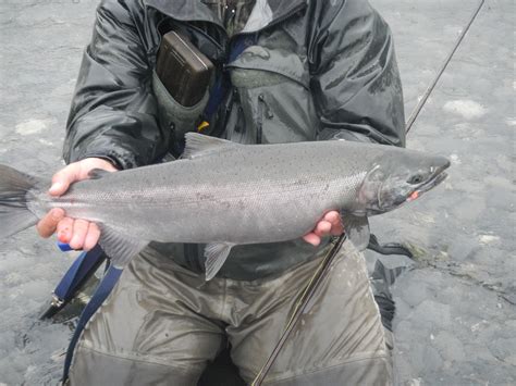 Coho Salmon Fly Fishing Country