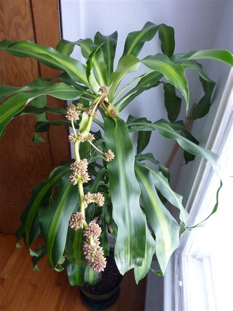 Plante Dracaena Planter Des Fleurs Faire Pousser Des Fleurs