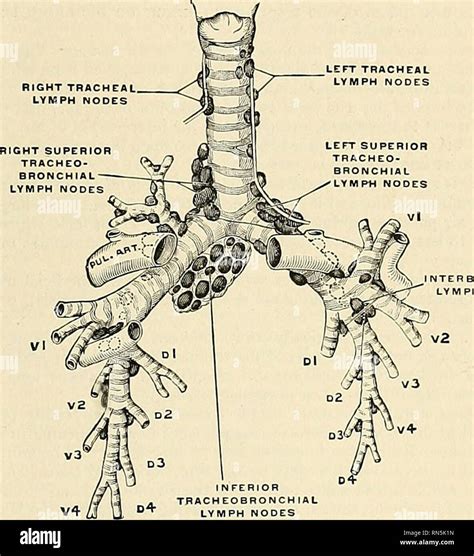 Anatomy Descriptive And Applied Anatomy The Trachea And Bronchi