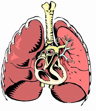 Respiratory System Clipart Respiration Liver Transparent Cartoon