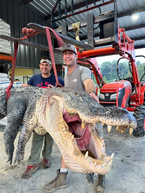 Longest Alligator In Mississippi History Captured By Hunters Wcbd News 2
