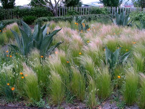 Tall Grass And Wildflowers Grow In A Garden