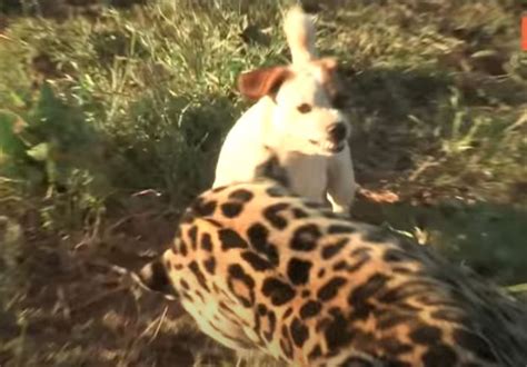 Jack Russel Terrier Dog Is Surprisingly Best Friends With A Scary