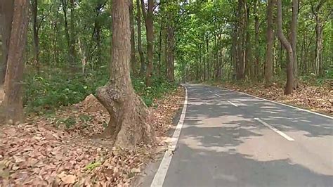 Sakhua Sal Trees Of Jharkhand Youtube