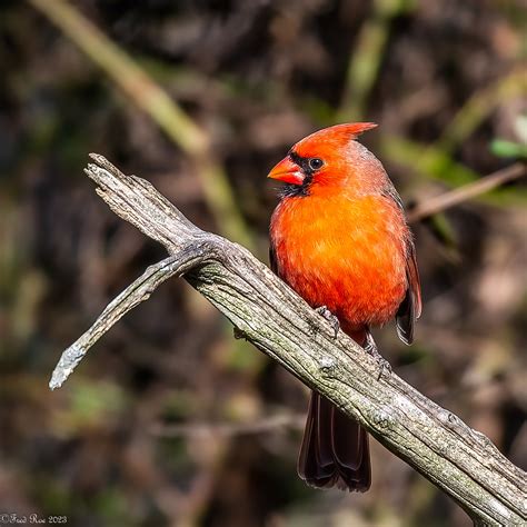 Bright Spot Northern Cardinal Cardinalis Cardinalis Peac Flickr
