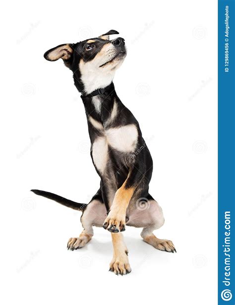 Cute Shepherd Puppy Raising Paw Stock Photo Image Of Training Canine