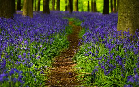 Bluebell Path Free Stock Photos In  Format For Free