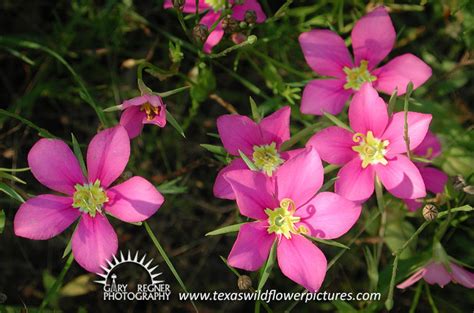 Thumbnail Index Of Pink Texas Wildflowers Texas Wildflower Pictures