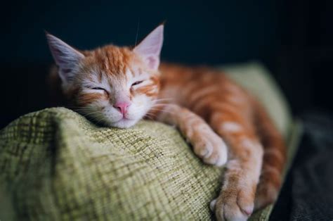 50 Of The Cutest Photos Of Kittens Sleeping Readers Digest