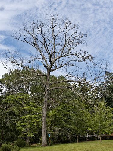 Dead Live Oak Michael Broyles Flickr