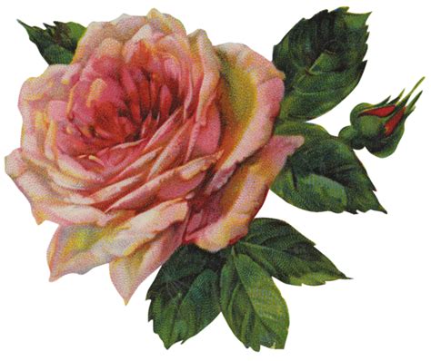Vintage Rose Clipart 101 Clip Art