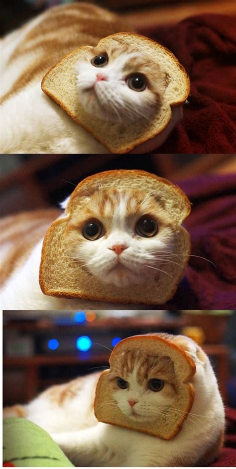 Bread Cat Crazy Cats Cats Cute Animals