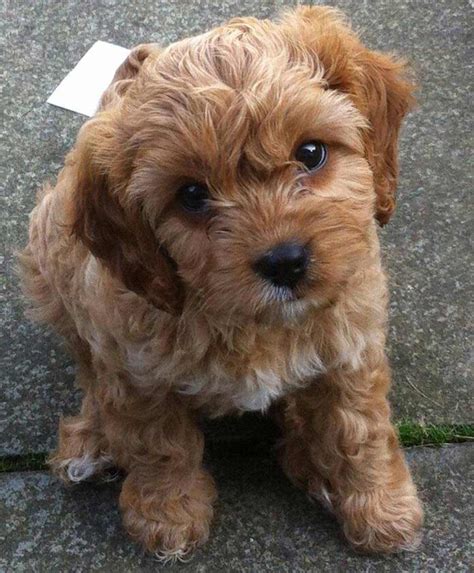 cavapoo dog breed breed info pictures