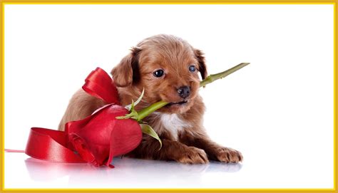Dogs Valentine Day Wallpapers Wallpaper Cave