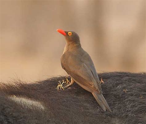 Red Billed Oxpecker