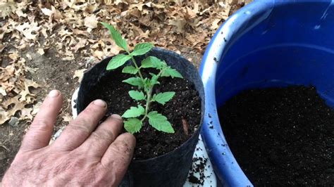 How To Get Explosive Root Growth From 6 Pack Tomato Plants Youtube