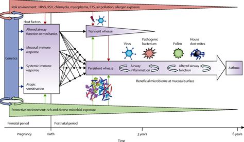 Gut Microbiome Archaea May Influence Childhood Asthma Risk