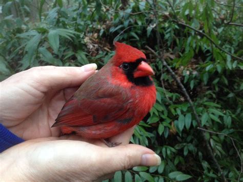 Free Photo Red Cardinal Animal Bird Cardinal Free Download Jooinn