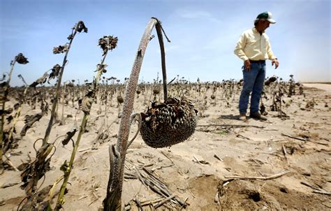 For Rio Grande Valley Farmers Dreams Drying Up San Antonio Express News