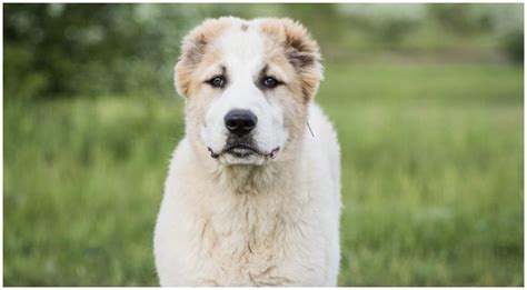 Alabai Dog Central Asian Shepherd Dog